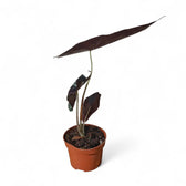 Alocasia longiloba 'Purple' potted plant in nursery pot on white background.