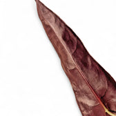 Alocasia longiloba 'Purple' potted plant in nursery pot on white background.