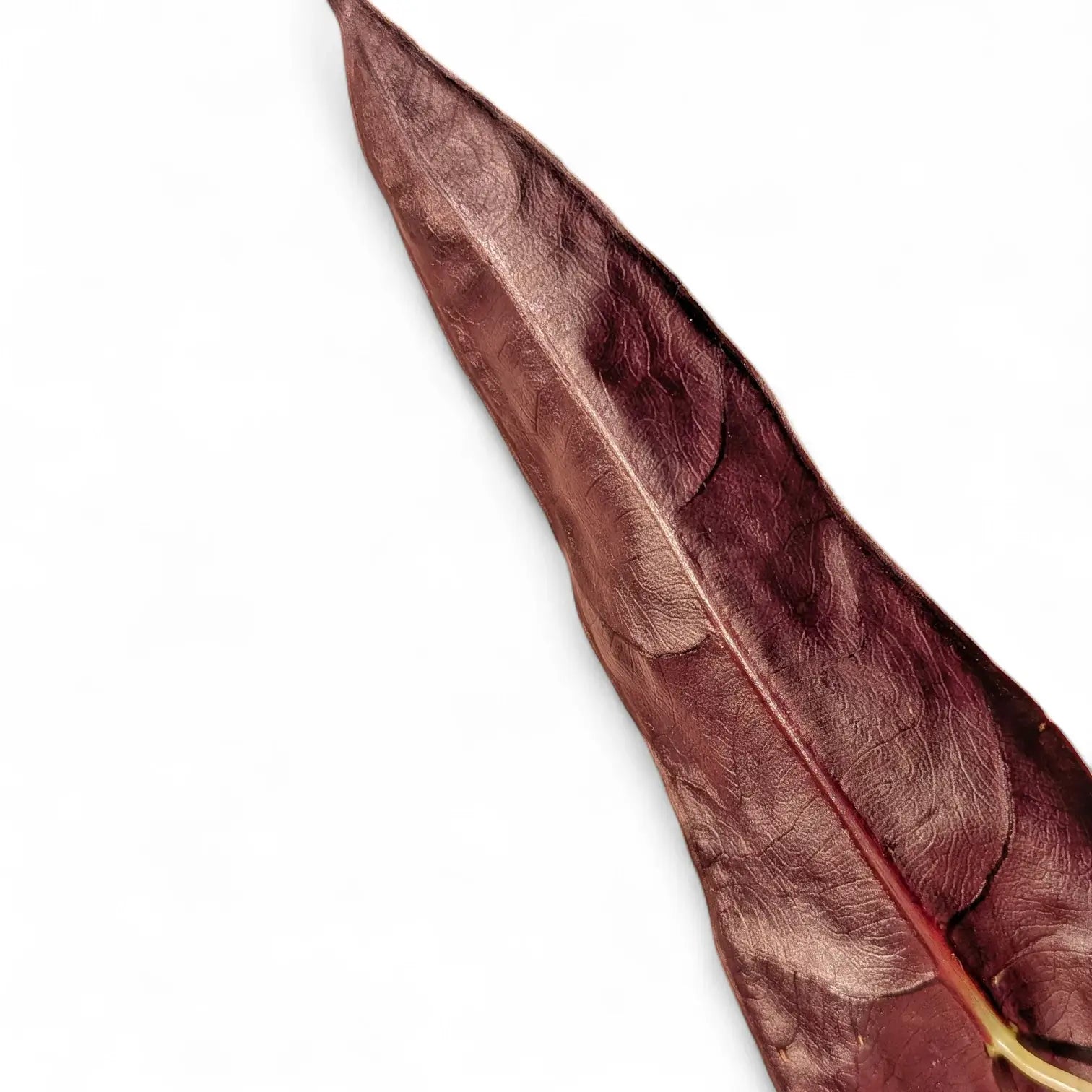Alocasia longiloba 'Purple' potted plant in nursery pot on white background.