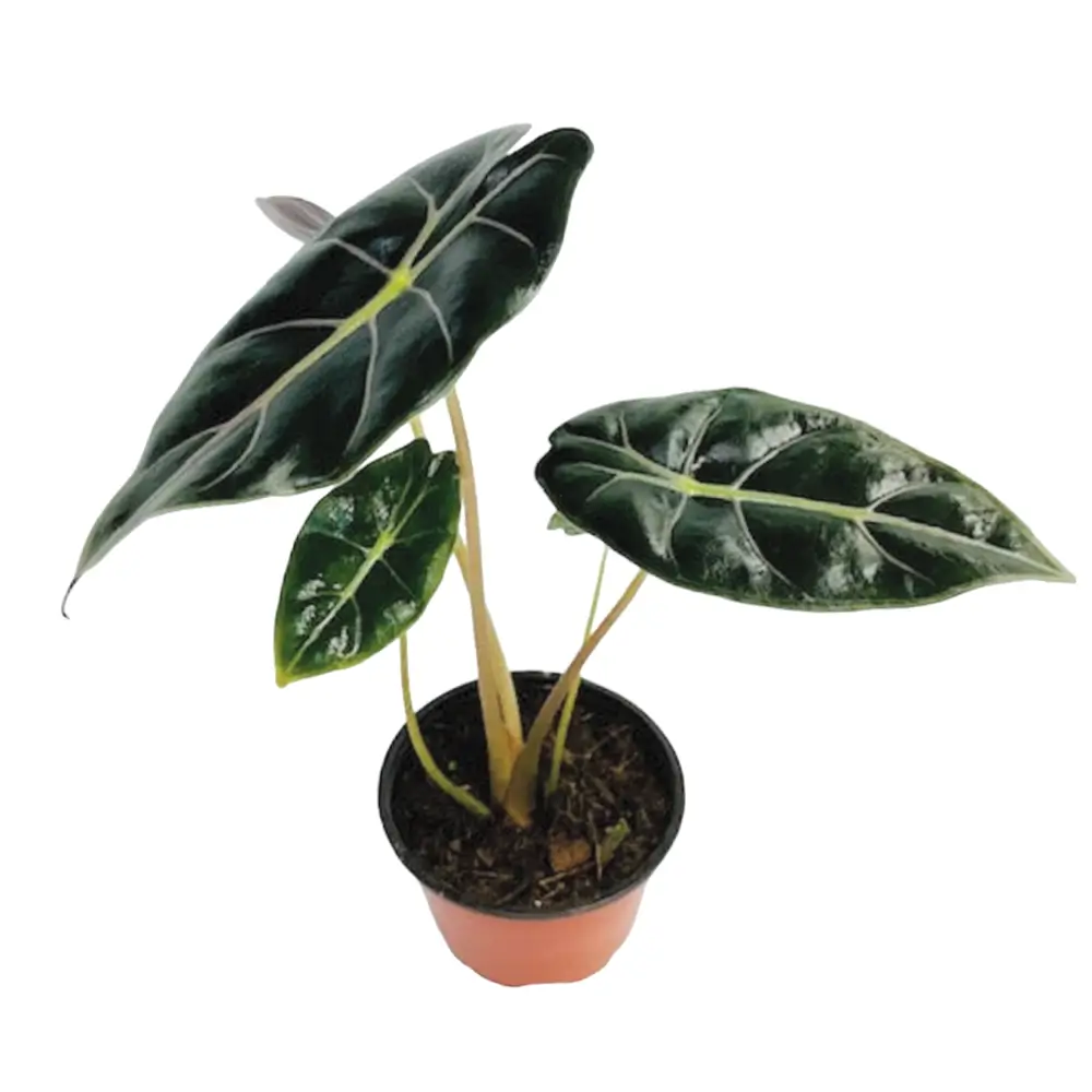 Alocasia longiloba 'Purple Prince' potted plant in nursery pot on white background.