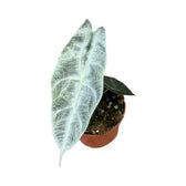 Alocasia longiloba 'Silver' potted plant in nursery pot on white background.
