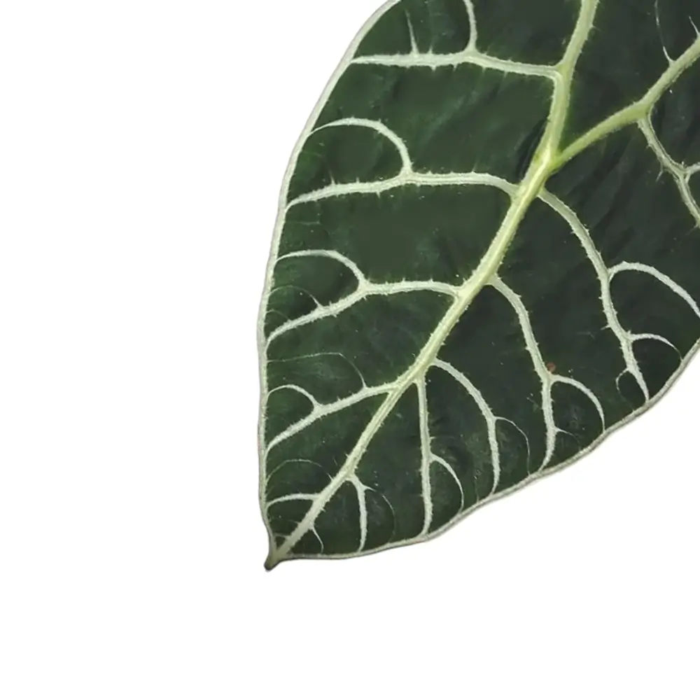 Alocasia longiloba 'Watsoniana' close-up of leaf on white background.