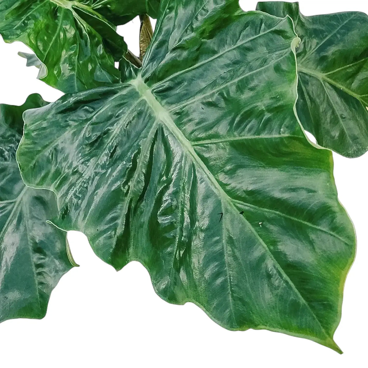 Alocasia 'Low Rider' – Dwarf 'Portora' Selection
