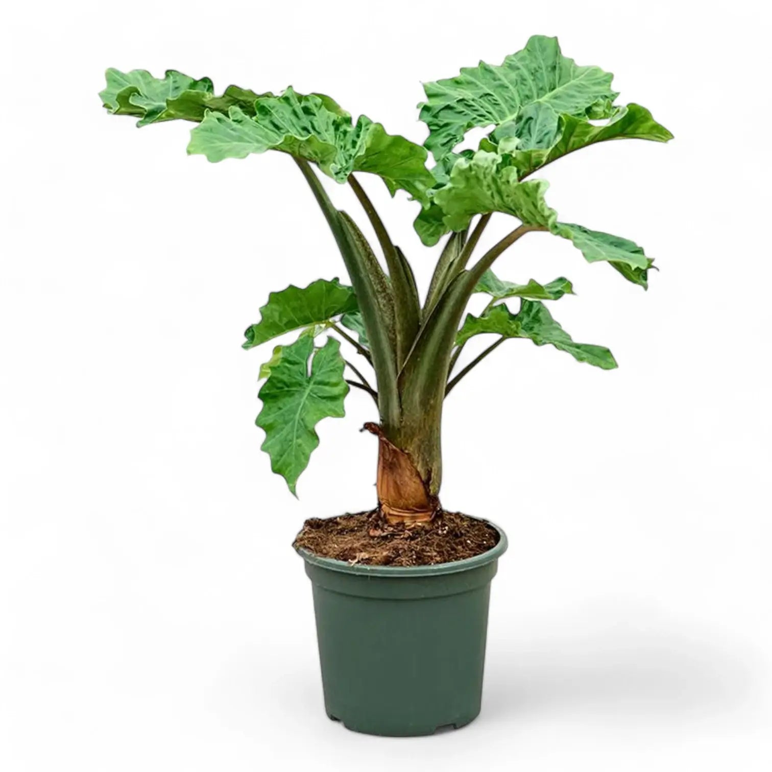 Alocasia 'Low Rider' potted plant in nursery pot on white background.