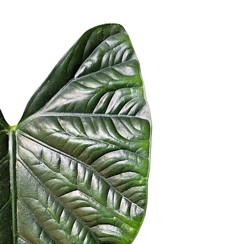 Nahaufnahme eines Blatts von Alocasia 'Lukiwan' (sinuata x alba) vor weißem Hintergrund.