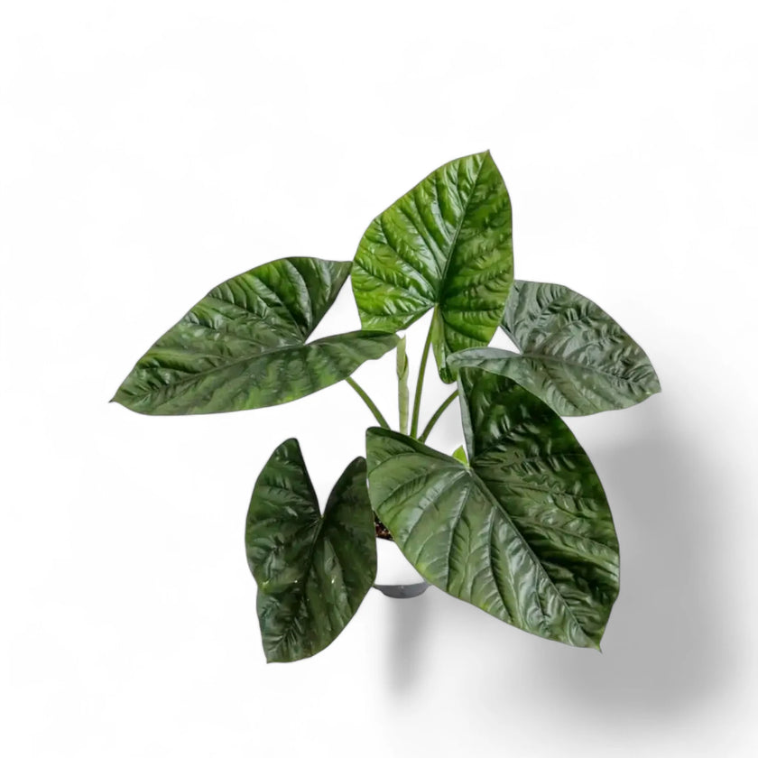 Alocasia 'Lukiwan' (sinuata x alba) – Zimmerpflanze im Kulturtopf auf weißem Hintergrund, Produktfoto 2.