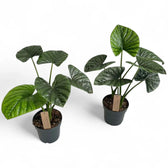 Alocasia 'Lukiwan' (sinuata x alba) potted plant in nursery pot on white background.