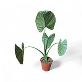 Alocasia 'Lukiwan' (sinuata x alba) potted plant in nursery pot on white background.