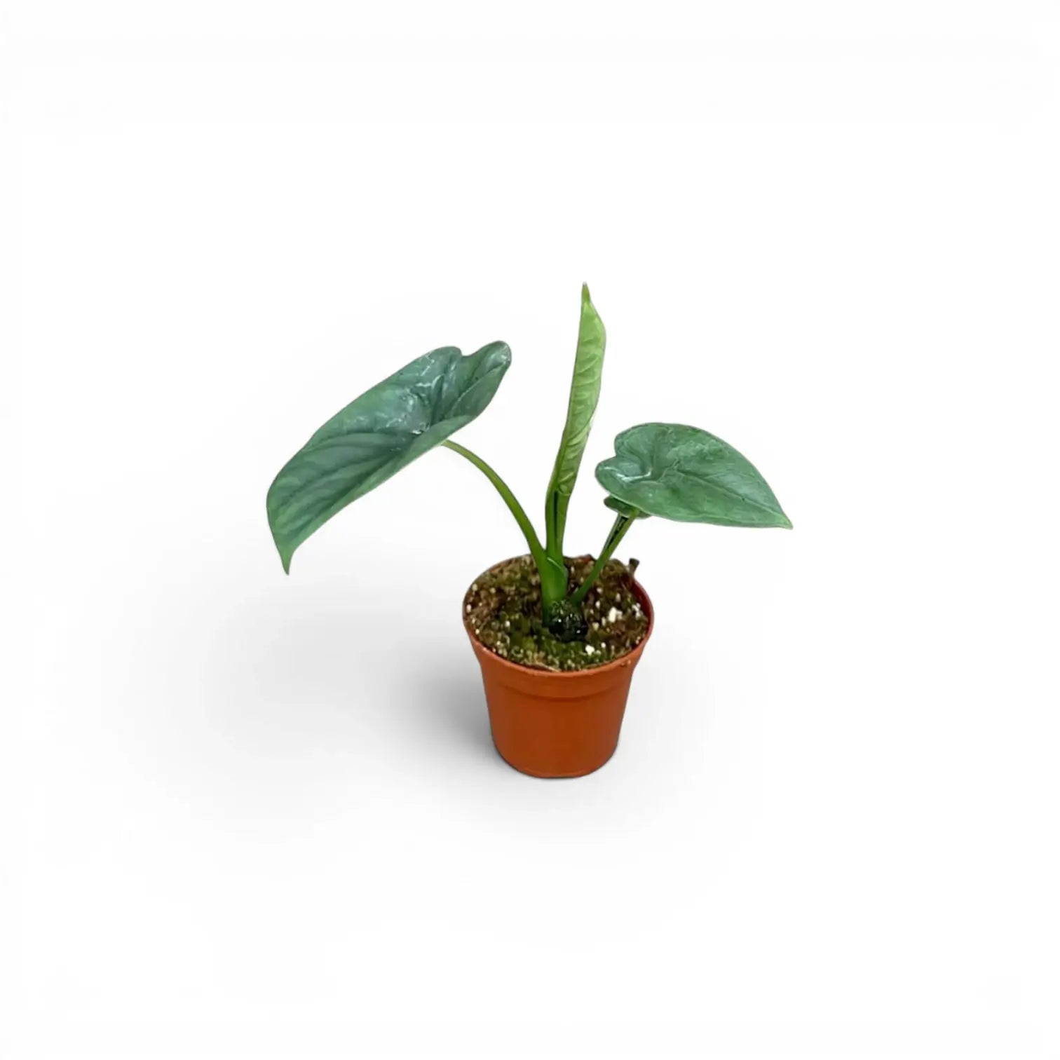 Jungpflanze von Alocasia lukiwan im Anzuchttopf vor weißem Hintergrund