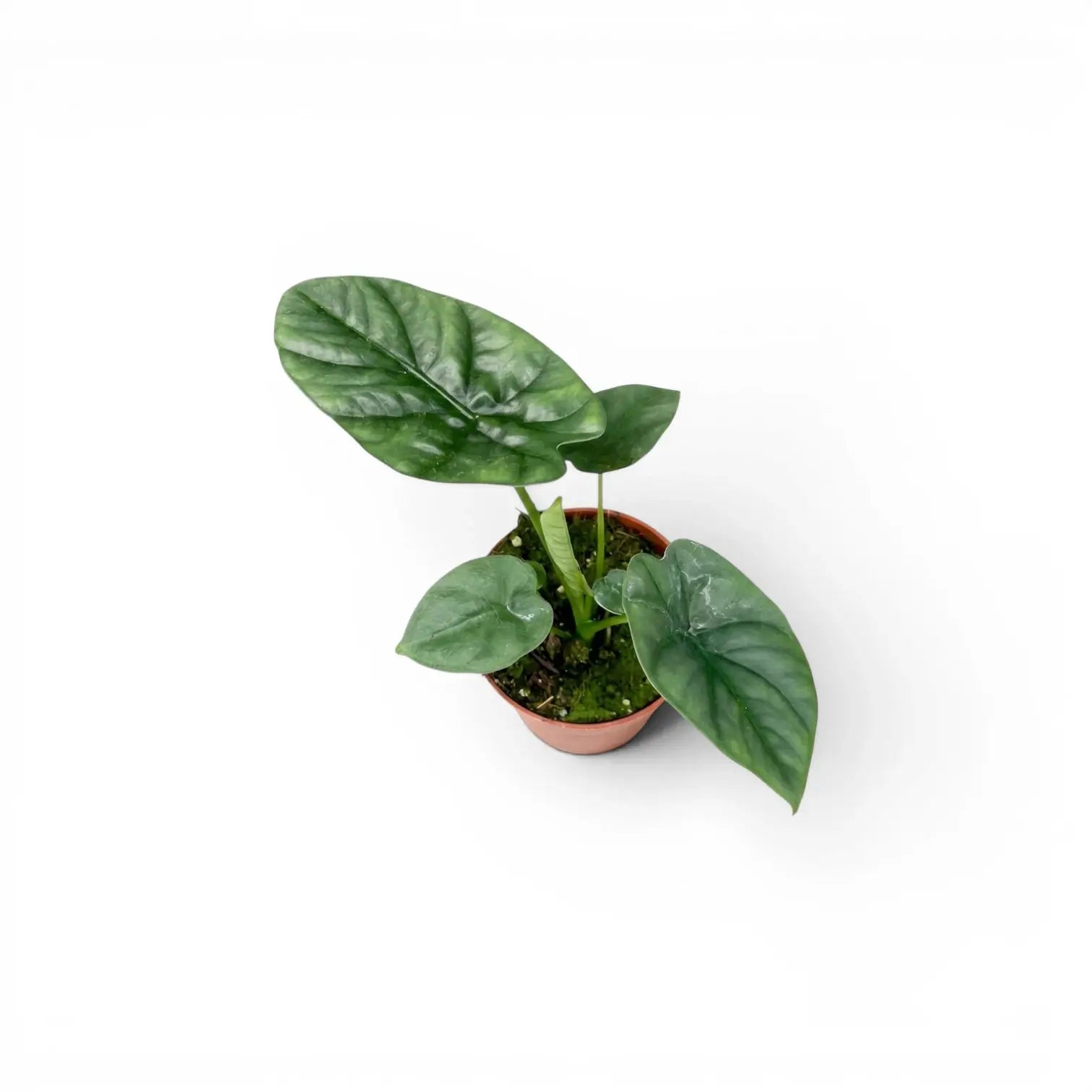 Jungpflanze von Alocasia lukiwan im Anzuchttopf vor weißem Hintergrund