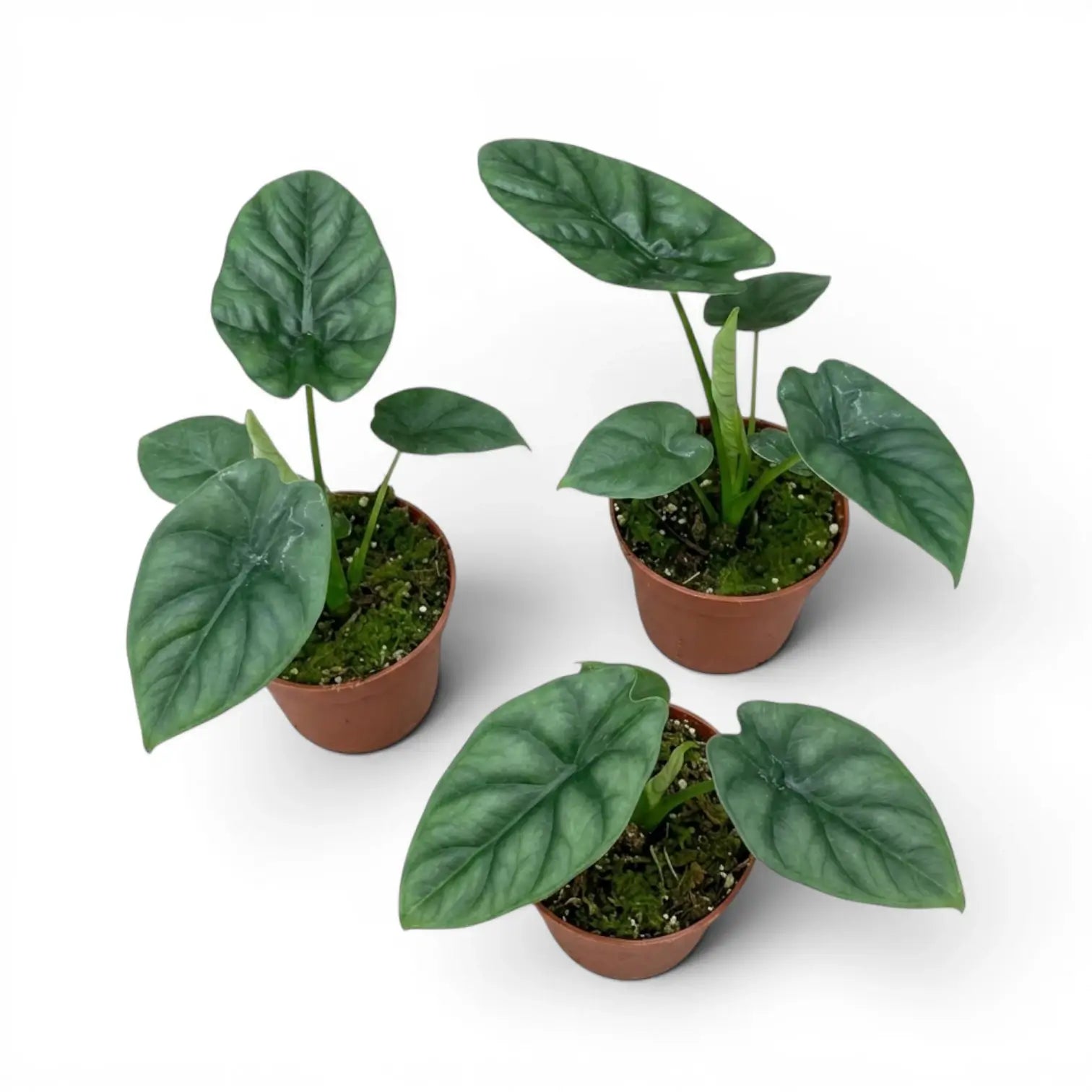 Jungpflanze von Alocasia lukiwan im Anzuchttopf vor weißem Hintergrund