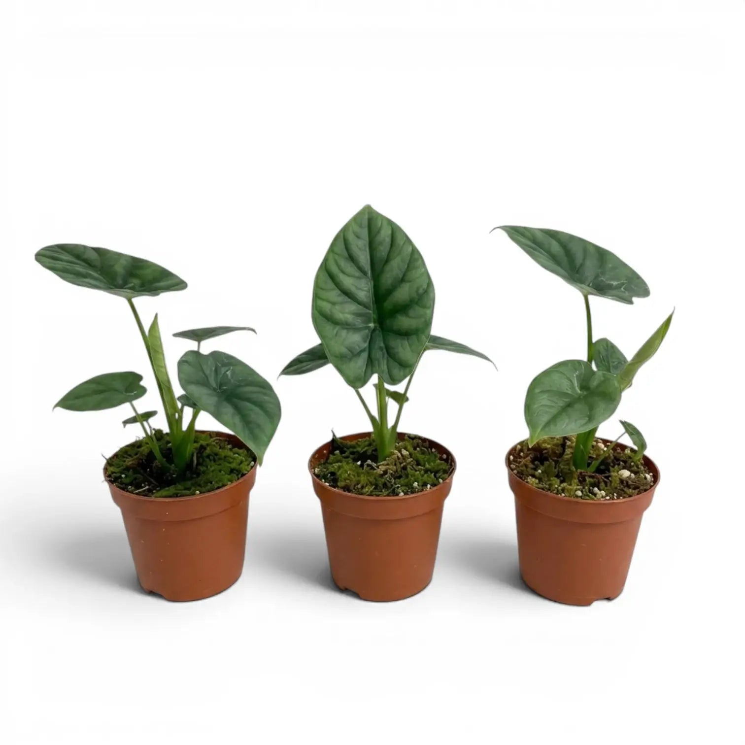 Jungpflanze von Alocasia lukiwan im Anzuchttopf vor weißem Hintergrund