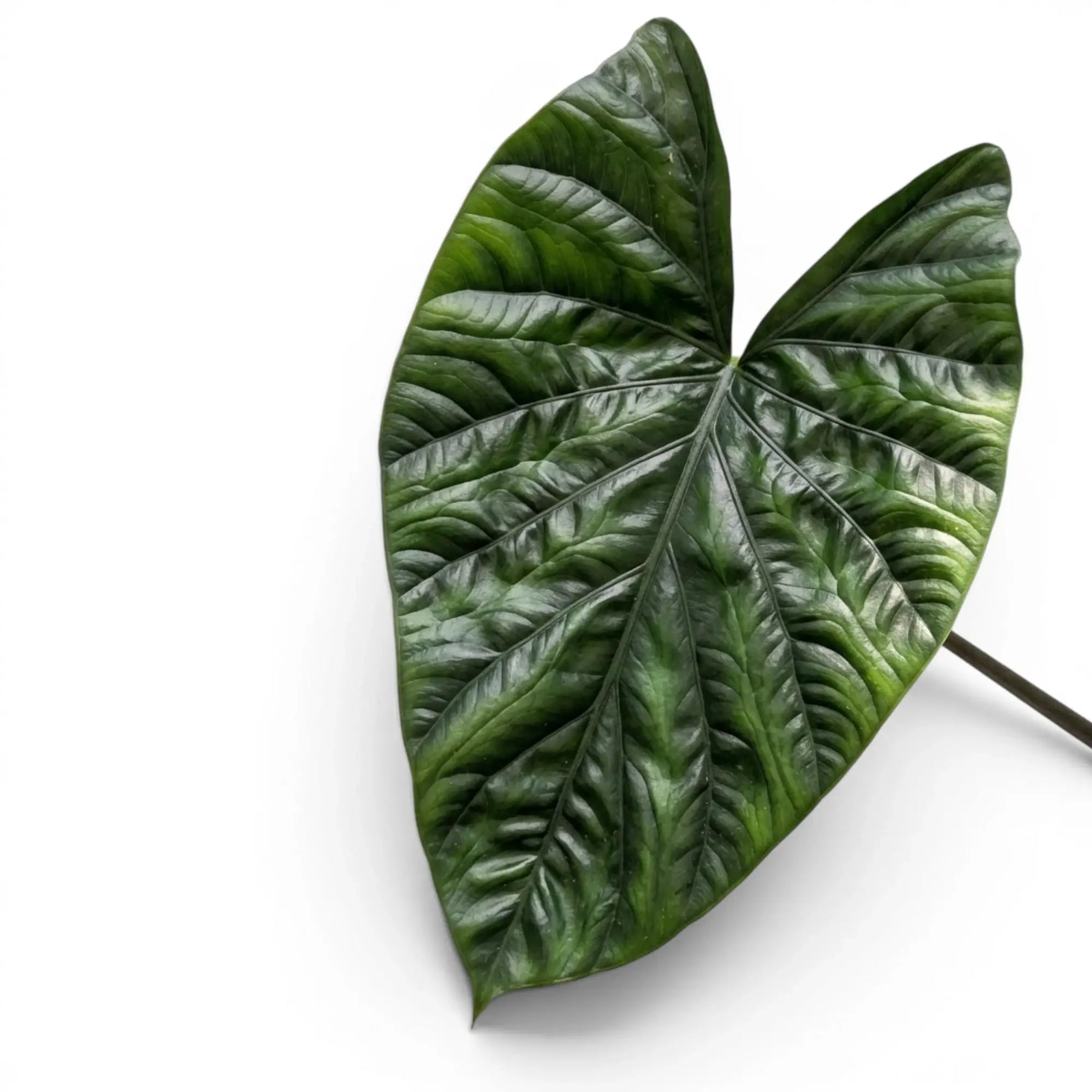 Nahaufnahme eines strukturierten Blatts von Alocasia lukiwan vor weißem Hintergrund