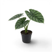 Mittelgroße Alocasia lukiwan mit strukturierten, glänzenden Blättern im Anzuchttopf vor weißem Hintergrund