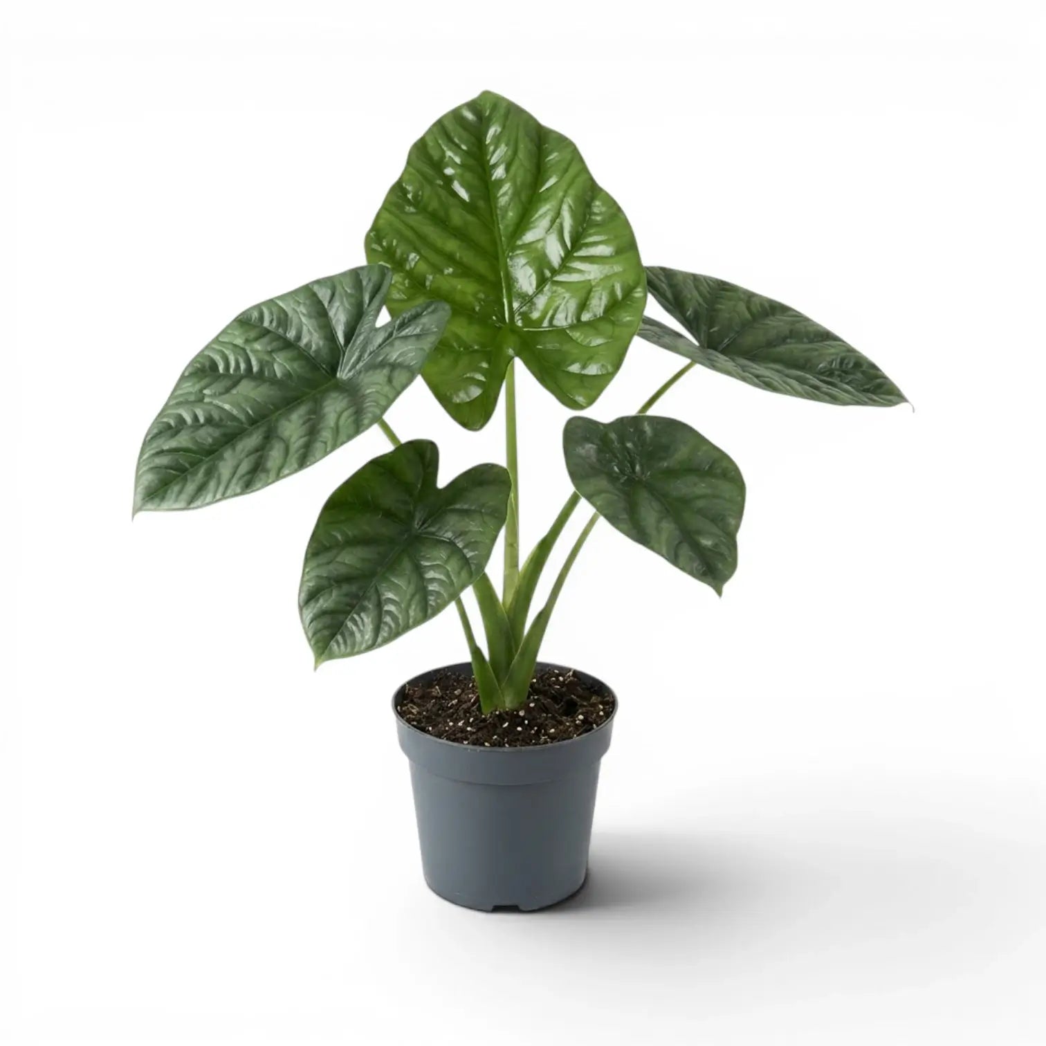 Mittelgroße Alocasia lukiwan mit strukturierten, glänzenden Blättern im Anzuchttopf vor weißem Hintergrund