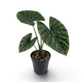 Mittelgroße Alocasia lukiwan mit strukturierten, glänzenden Blättern im Anzuchttopf vor weißem Hintergrund