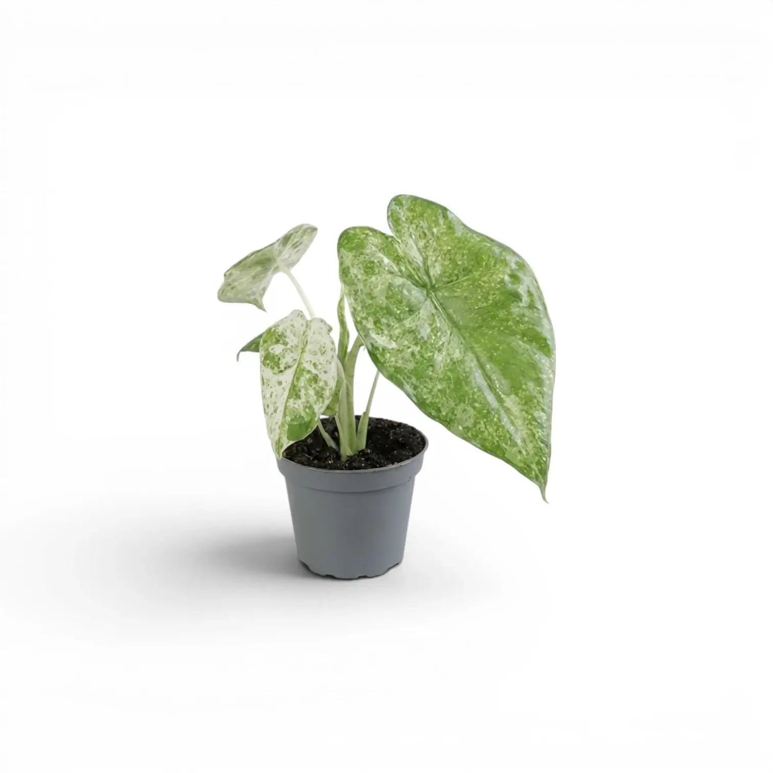Alocasia macrorrhiza Splash Baby-Pflanze im Kulturtopf vor weißem Hintergrund