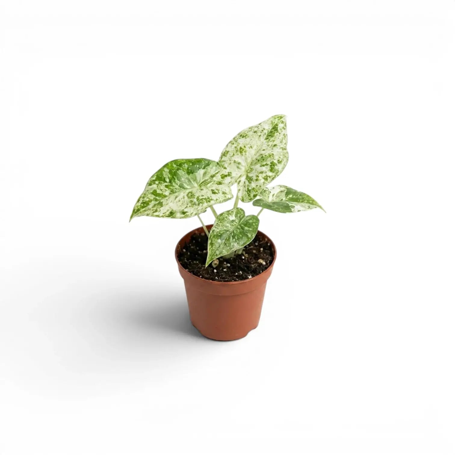 Kleine Alocasia macrorrhiza Splash Jungpflanze im Kulturtopf vor weißem Hintergrund