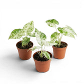 Kleine Alocasia macrorrhiza Splash Jungpflanze im Kulturtopf vor weißem Hintergrund