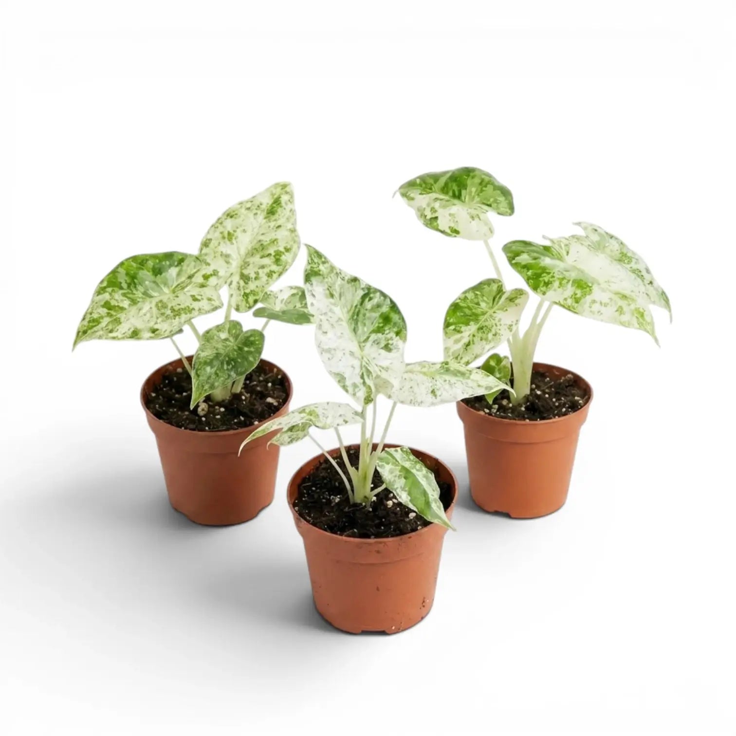 Kleine Alocasia macrorrhiza Splash Jungpflanze im Kulturtopf vor weißem Hintergrund