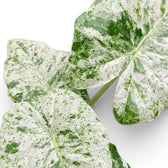 Nahaufnahme der panaschierten Blätter von Alocasia macrorrhiza Splash vor weißem Hintergrund