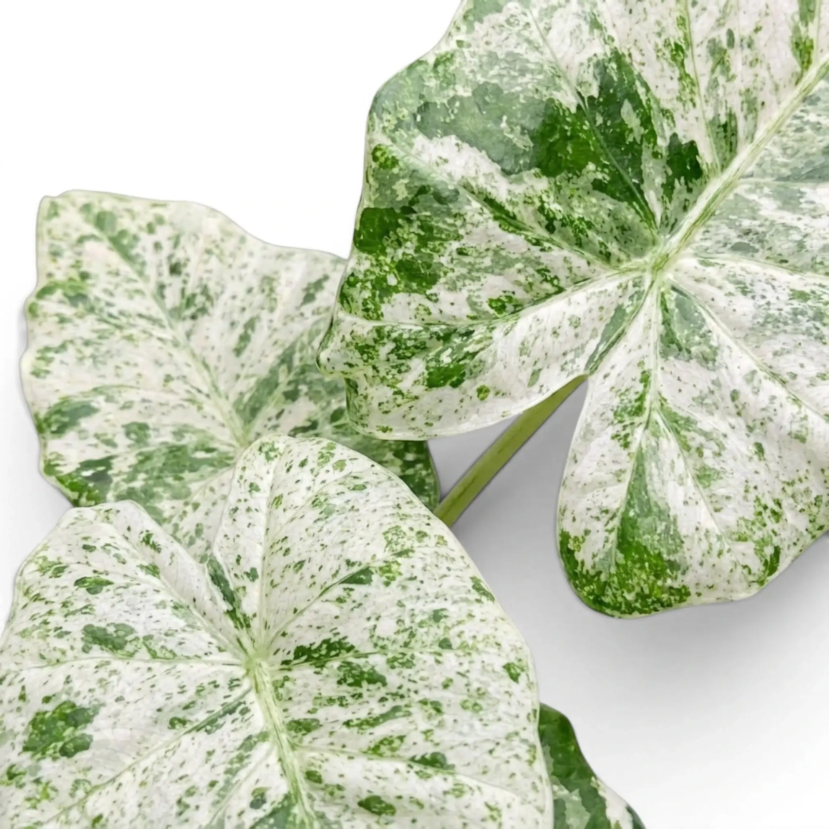 Nahaufnahme der panaschierten Blätter von Alocasia macrorrhiza Splash vor weißem Hintergrund