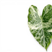 Nahaufnahme der panaschierten Blätter von Alocasia macrorrhiza Splash vor weißem Hintergrund