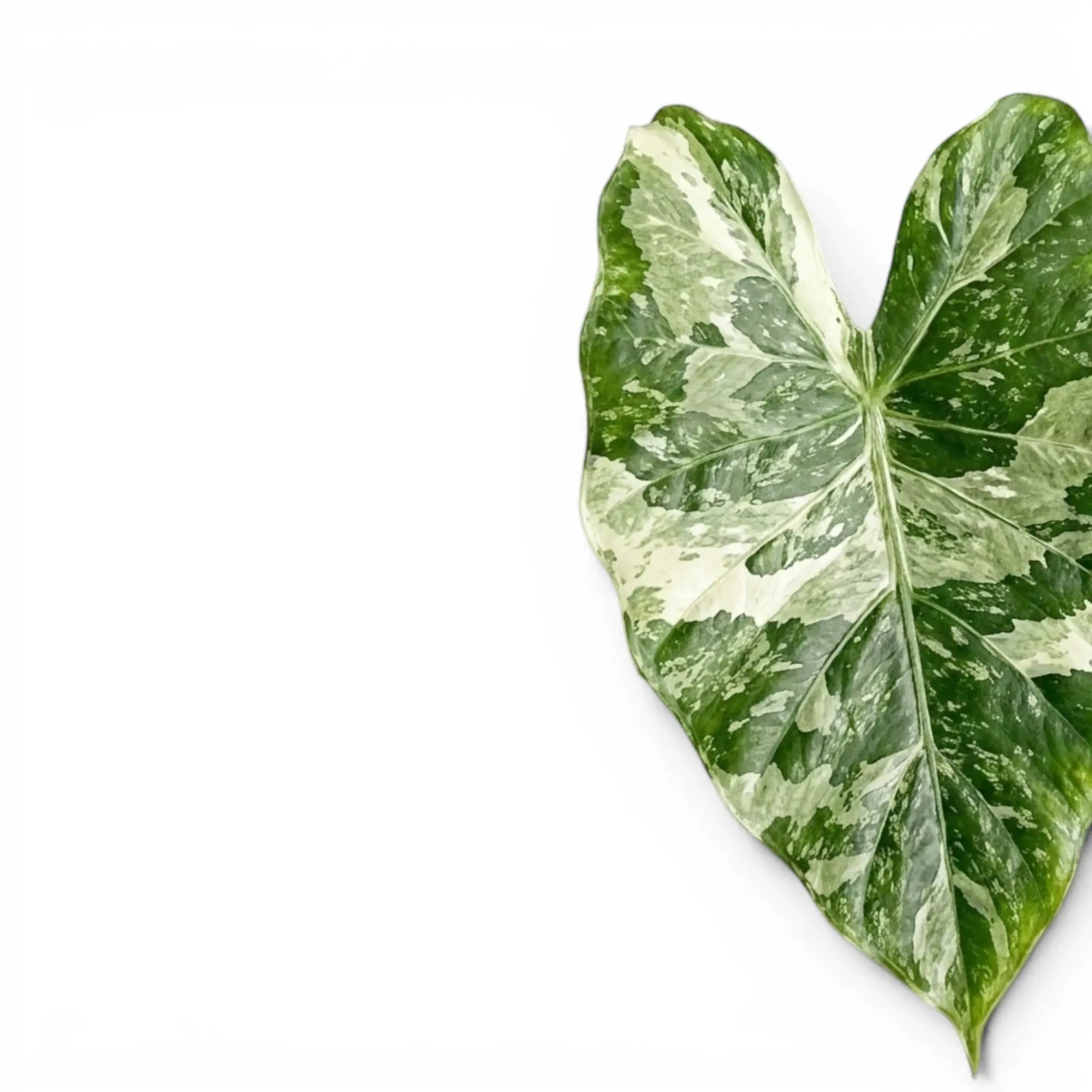 Nahaufnahme der panaschierten Blätter von Alocasia macrorrhiza Splash vor weißem Hintergrund