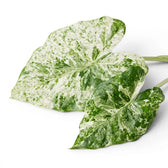 Nahaufnahme eines panaschierten Blatts von Alocasia macrorrhiza Splash vor weißem Hintergrund