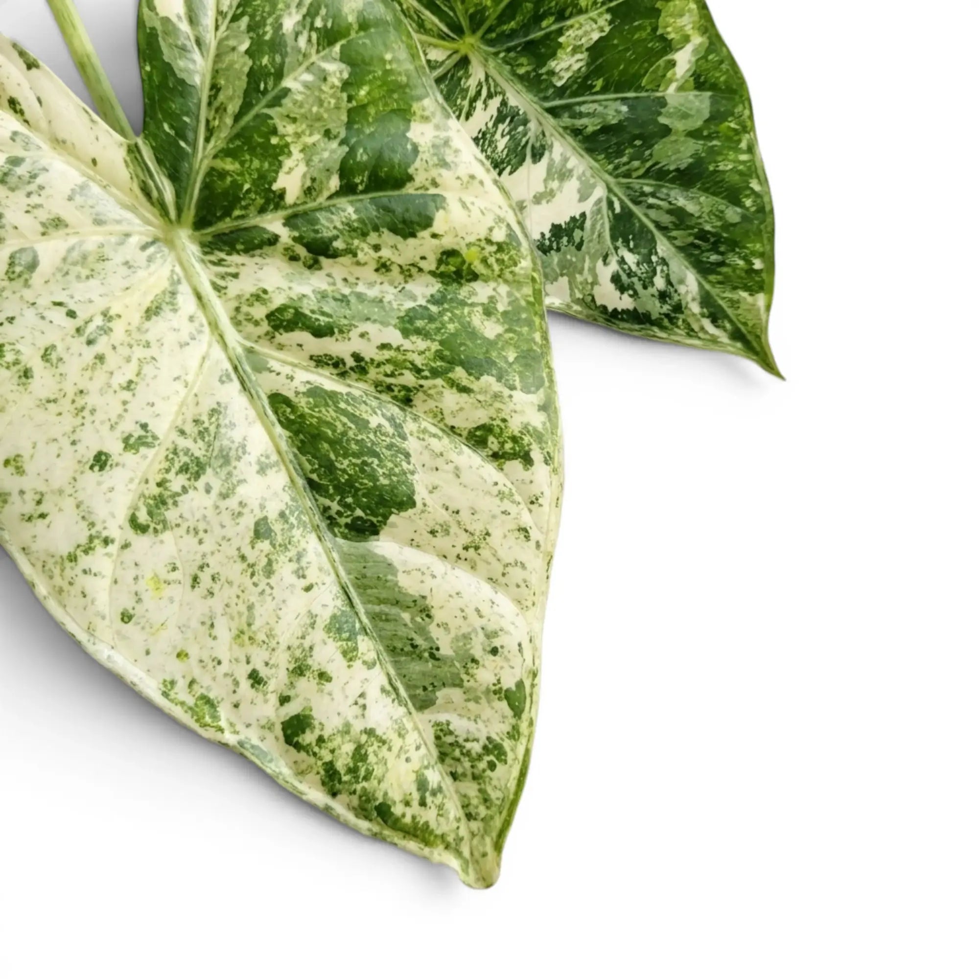 Close up variegated leaf of Alocasia macrorrhiza Splash on a white background