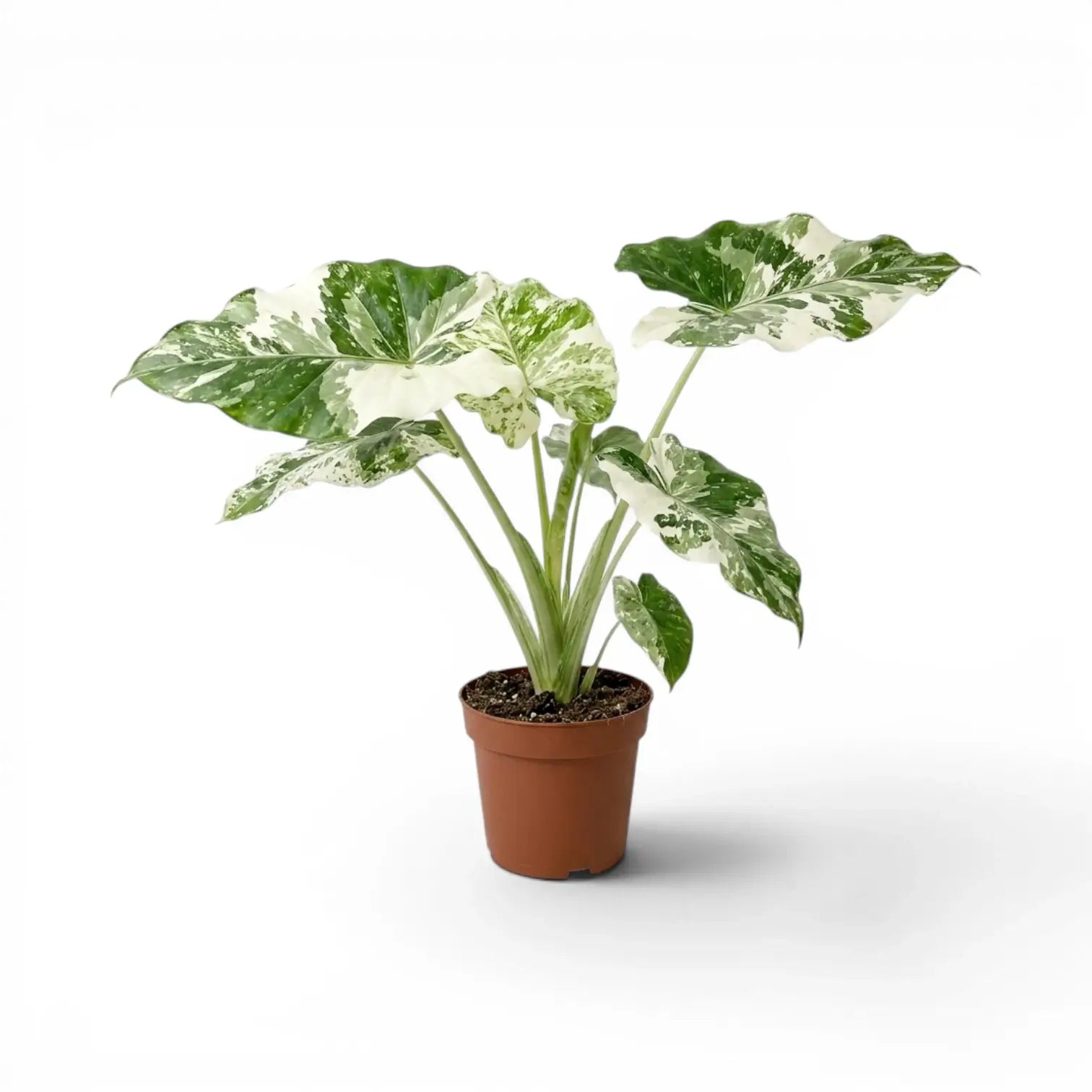 Mittelgroße Alocasia macrorrhiza Splash im Kulturtopf vor weißem Hintergrund