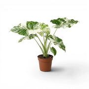 Alocasia macrorrhiza Splash medium-sized plant in a nursery pot on a white background