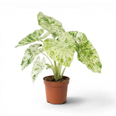 Mittelgroße Alocasia macrorrhiza Splash im Kulturtopf vor weißem Hintergrund