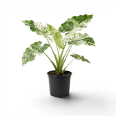 Mittelgroße Alocasia macrorrhiza Splash im Kulturtopf vor weißem Hintergrund
