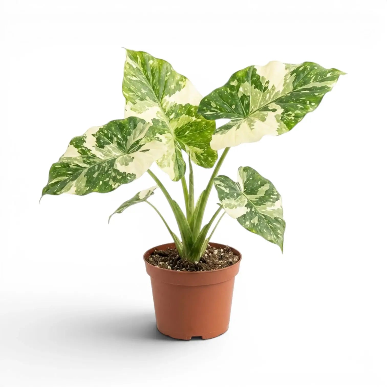 Mittelgroße Alocasia macrorrhiza Splash im Kulturtopf vor weißem Hintergrund