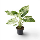 Mittelgroße Alocasia macrorrhiza Splash im Kulturtopf vor weißem Hintergrund