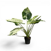 Mittelgroße Alocasia macrorrhiza Splash im Kulturtopf vor weißem Hintergrund