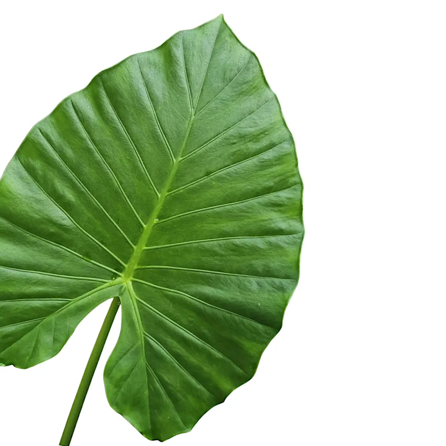 Nahaufnahme eines Blatts von Alocasia macrorrhizos vor weißem Hintergrund.