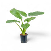 Alocasia macrorrhizos potted plant in nursery pot on white background.