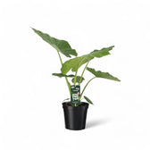 Alocasia macrorrhizos potted plant in nursery pot on white background.