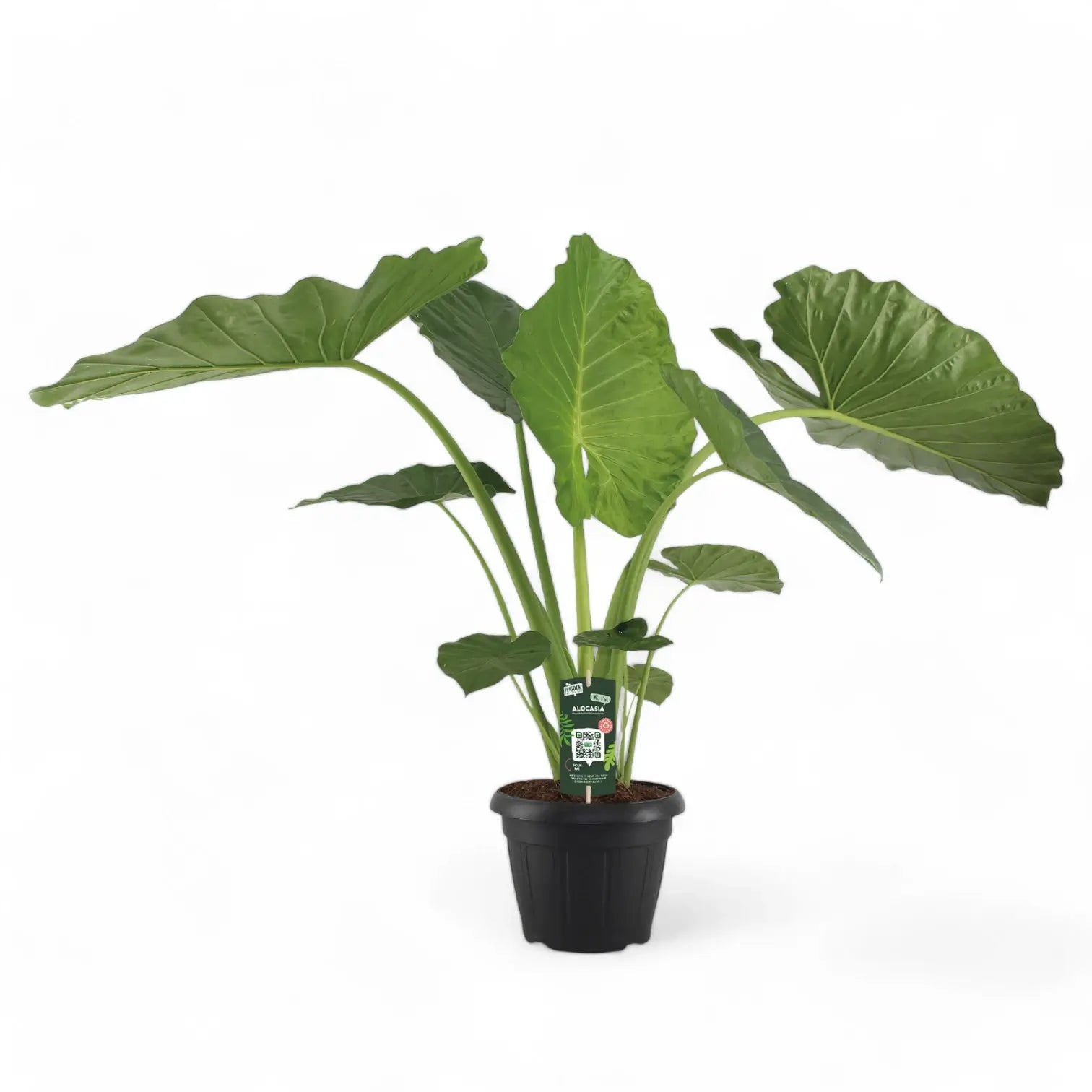 Alocasia macrorrhizos potted plant in nursery pot on white background.