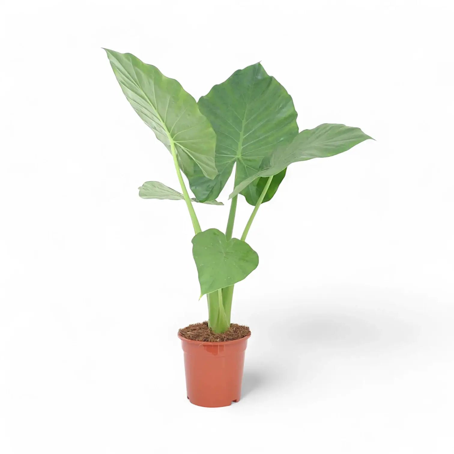 Alocasia macrorrhizos potted plant in nursery pot on white background.