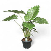 Alocasia macrorrhizos potted plant in nursery pot on white background.