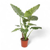 Alocasia macrorrhizos potted plant in nursery pot on white background.