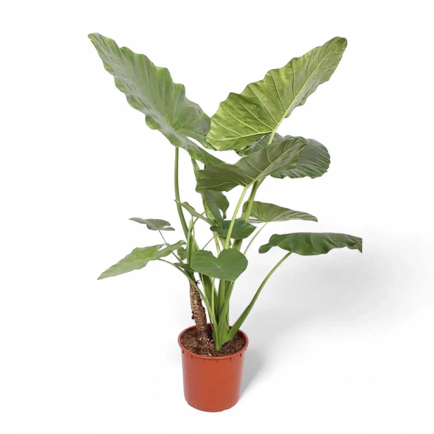 Alocasia macrorrhizos potted plant in nursery pot on white background.