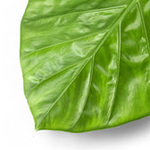 Alocasia macrorrhizos potted plant in nursery pot on white background.
