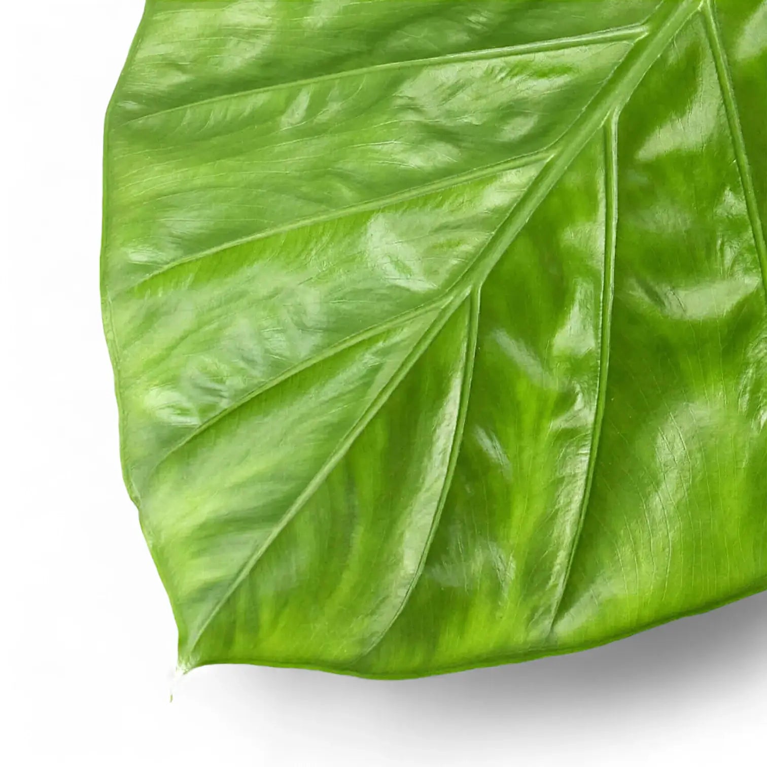 Alocasia macrorrhizos potted plant in nursery pot on white background.