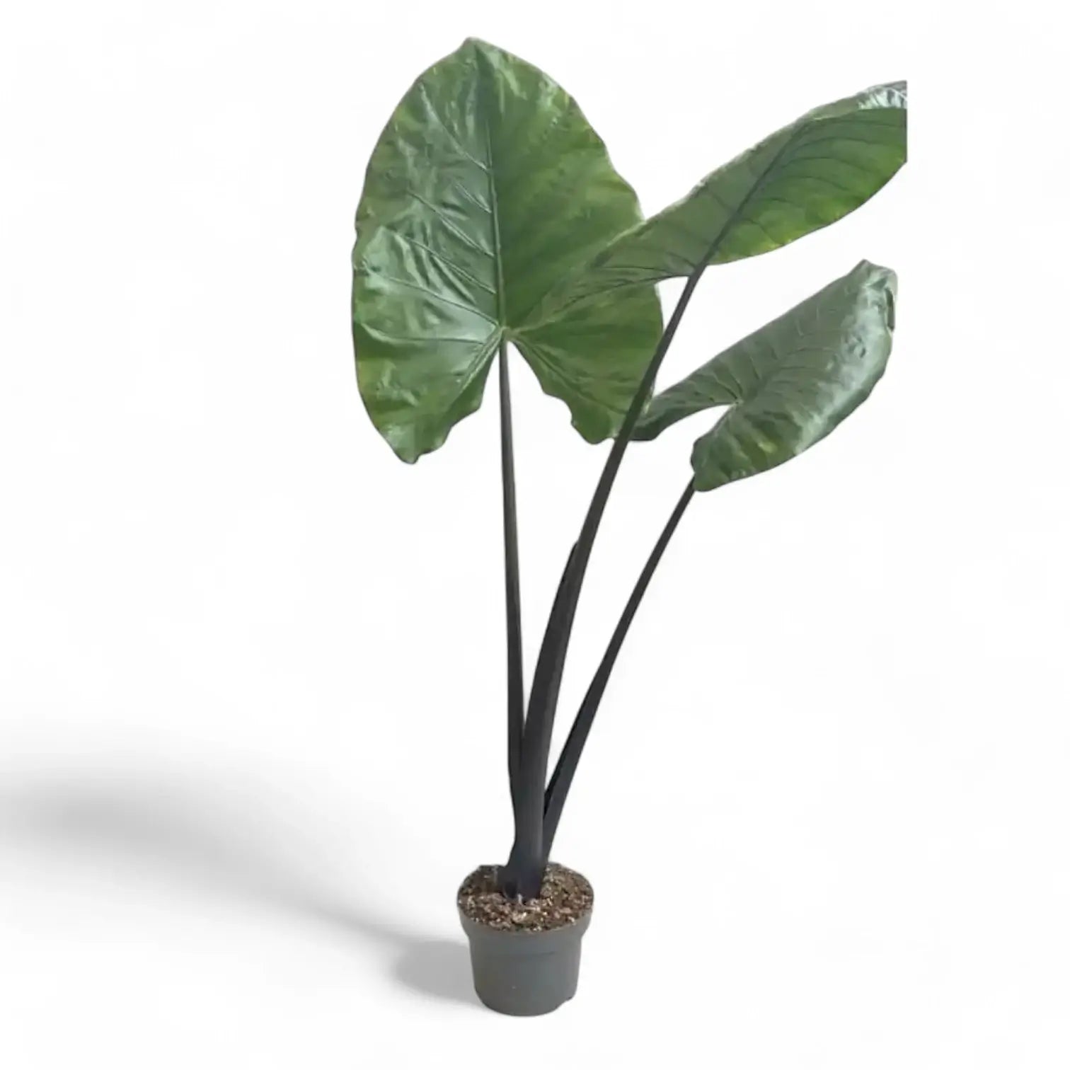 Alocasia macrorrhizos 'Black stem' potted plant in nursery pot on white background.