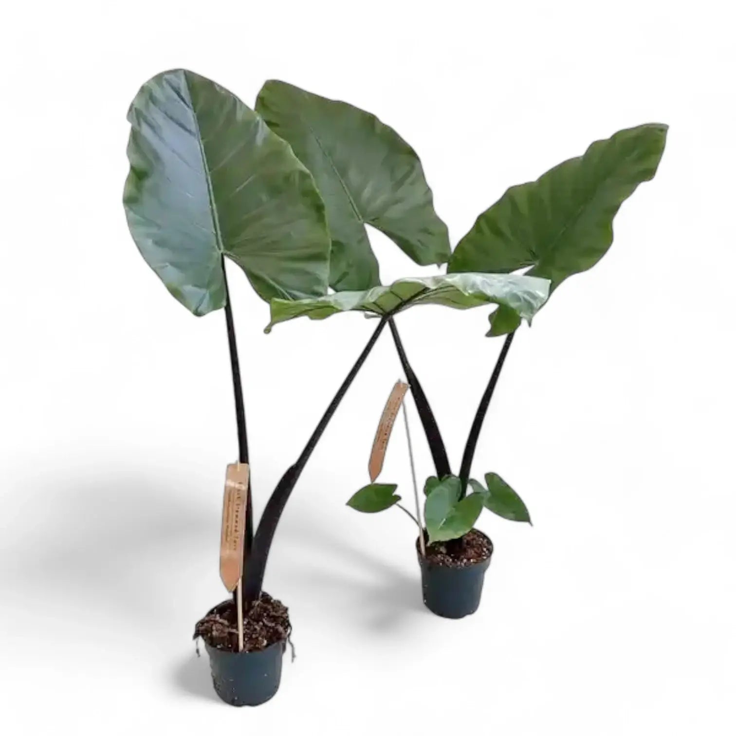 Alocasia macrorrhizos 'Black stem' potted plant in nursery pot on white background.