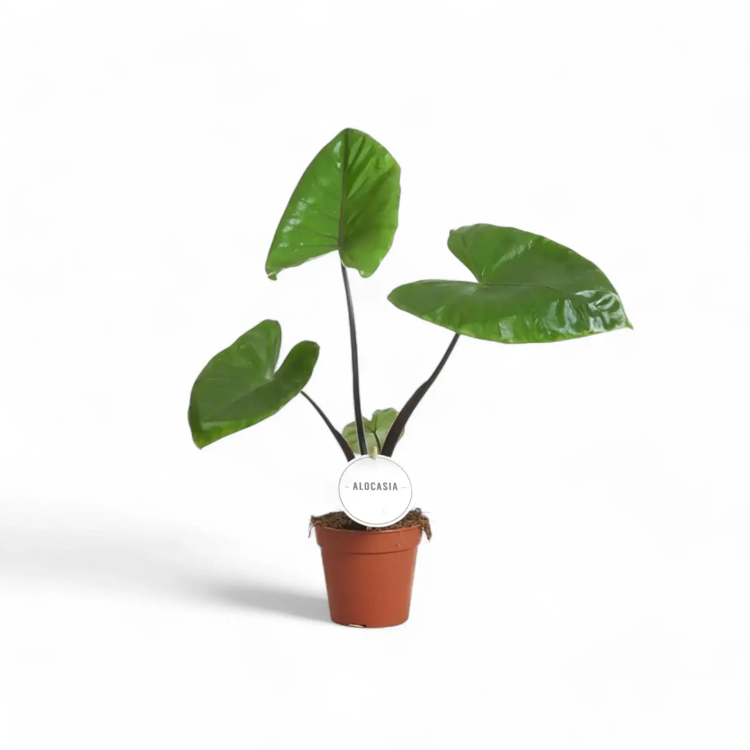 Alocasia macrorrhizos 'Black stem' potted plant in nursery pot on white background.